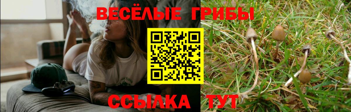 Галлюциногенные грибы Psilocybe Новомосковск